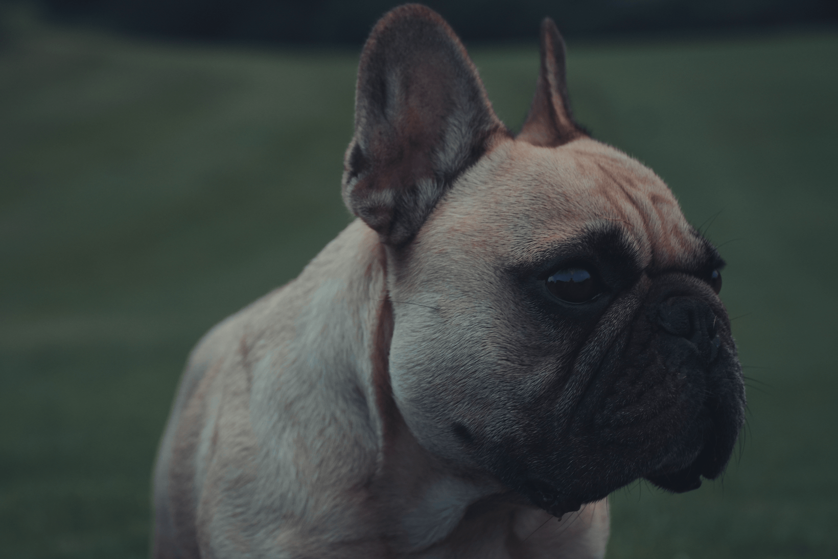A lansdscape image of a french bulldog