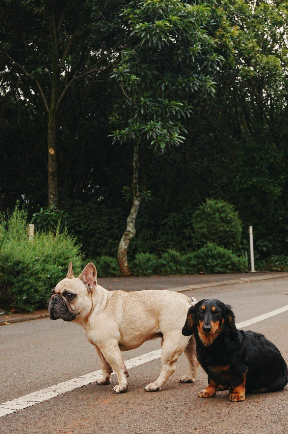 Picture of two toy dogs posing and looking away from the camera